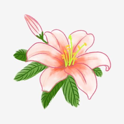 Cartoon Lily Flower, Easter Lily Tattoo, Lili Flowers, Lily Flower Illustration, Senior Logo, Lily Flower Drawing, Lily Illustration, Tiger Lily Flowers, Lily Drawing