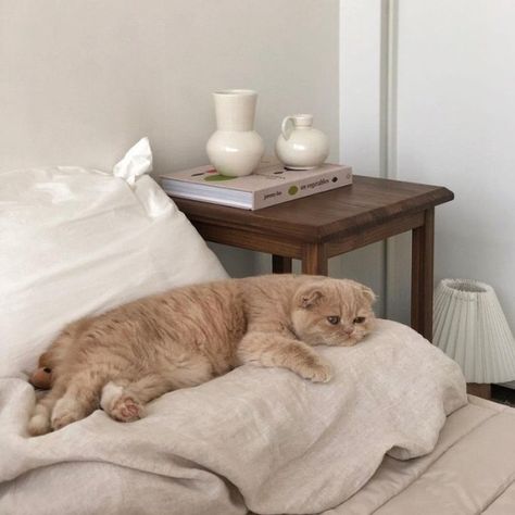 pinterest // @reflxctor honey little cat sleep #animal #kitty #cats Söt Katt, Image Chat, Cat Aesthetic, Beige Aesthetic, Orange Cat, Cute Creatures, Pretty Cats, 귀여운 동물, Baby Cats