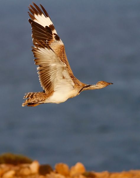 Houbara Bustard Houbara Bustard, Bustard Bird, Bird Species, Pet Birds, Mural, Birds, Animals, Quick Saves, Art