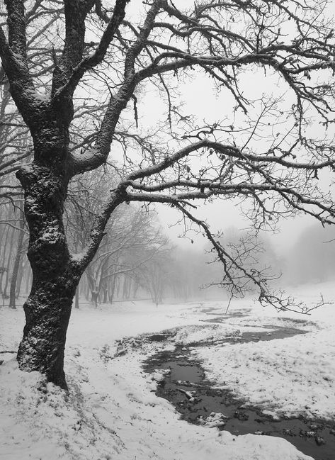 Trees In Winter Photography, Winter Trees Photography, Winter Forest Photography, Winter Trees Aesthetic, Snow Woods, Winter Sketch, Gothic Winter, Trees In Winter, Winter Outside