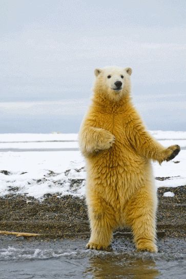 Dancing Polar Bear animals animated bear gif dancing cute animals polar bear Polar Bear Pictures, Animals Animated, Birthday Graphics, Animals Gif, Bear Gif, Dancing Bears, Bear Pictures, Best Image, Bear Cubs