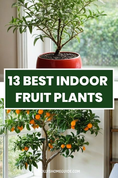 Explore the world of indoor fruit trees by discovering the best varieties that thrive indoors. From growing mango trees from seeds to regrowing kitchen scraps into houseplants, you can easily have a mini orchard right in your home. Enjoy a bountiful edible yield with the best indoor fruit plants and vegetables that are perfect for indoor gardening. Learn how to grow huge tomato plants indoors and even try your hand at growing kiwi fruit in a container. Dragon Fruit Indoor Plant, Food Grown Indoors, Fruits You Can Grow Indoors, Citrus Trees Indoors, Indoor Fruit Plants, Grow Fruit Indoors, Indoor Fruit Trees, Passionfruit Vine, Mulberry Plant