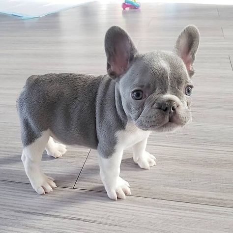 Bulldog Puppies For Sale, Super Cute Puppies, Frenchie Puppy, Baby Animals Pictures, Cute French Bulldog, Cute Little Puppies, French Bulldog Puppy