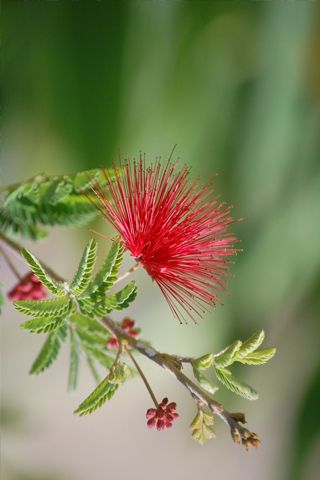 Flowers Iphone Wallpaper, Mimosa Tree, Mimosa Flower, Australian Native Flowers, Desenho Tattoo, Airbrush Art, Rare Flowers, Wallpapers Iphone, Indoor Garden Ideas