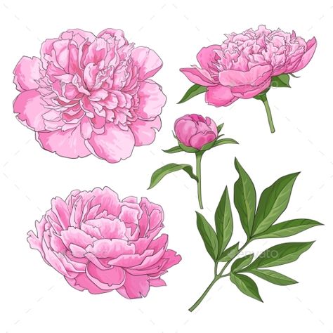 Set of peony flowers, bud, leaves, hand drawn sketch style vector illustration on white background. Realistic hand drawing of peon Realistic Hand Drawing, Ako Kresliť, Painting Peonies, Peonies Painting, Plants Vector, Peony Drawing, Peony Leaves, Peony Watercolor, Flower Tattoo Drawings