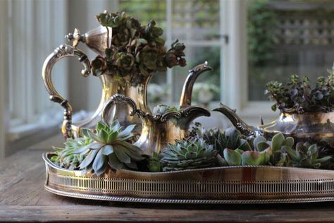 Succulents for Two: A Tarnished Tea Party Victorian Tea Room Aesthetic, Silver Crockery, Halloween Succulents, Silver Tea Service, Silver Display, Diy Tea, Silver Tea Set, Silver Teapot, Succulents In Containers