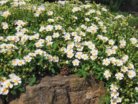 Cistus salviifolius 'Prostratus' (Sageleaf Rockrose) is a low spreading evergreen shrub with profuse snow-white flowers, 1.5 in. across (3.5 cm), adorned with golden-yellow stamens at their heart and a yellow spot at the base of their petals. Urban Gardening Ideas, Plant Breeding, Drought Resistant Plants, Mediterranean Plants, Fragrant Garden, Dry Garden, Perennial Shrubs, Coastal Gardens, Planting Shrubs