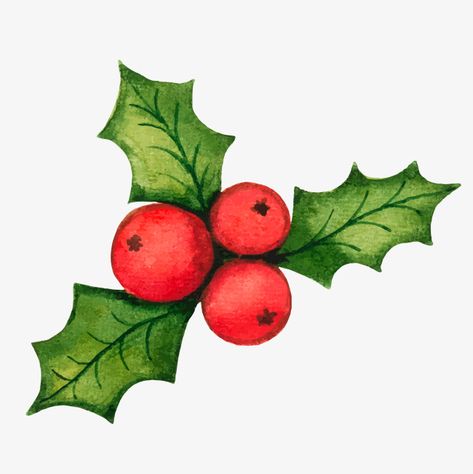 Vector,Holly illustration material,Christmas decorations Creative,christmas vector,holly vector,decorations vector,material vector Christmas Holly Illustration, Holly Illustration, Christmas Holly Decorations, Santa Claus Vector, Holly Decorations, Christmas Photograph, Christmas Journal, Watercolour Inspiration, Rain Water Collection