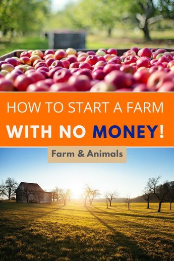 How To Start A Small Homestead, Make Money Farming, How To Start A Homestead With No Money, Agriculture Ideas Small Farm, Start A Farm Business, How To Start Farming, How To Start A Farm Business, Owning A Farm, How To Start A Small Farm