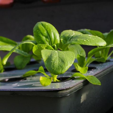 What are the best plants for Hydroponic Growing?🍃Can you grow strawberries year round?🍓Find the answers here and learn about Hydroponic Growing Tips! https://www.rainmakerssupply.com/hydroponic-growing-tips/what-can-you-grow-with-hydroponics/ #rainmakerssupply #hydroponicgarden #hydroponics #urbanfarming #growyourown Hydroponic Strawberries, Types Of Strawberries, Hydroponic Grow Systems, Grow Strawberries, Hydroponic Systems, Hydroponic Farming, Strawberry Seed, Hydroponic Growing, Growing Strawberries