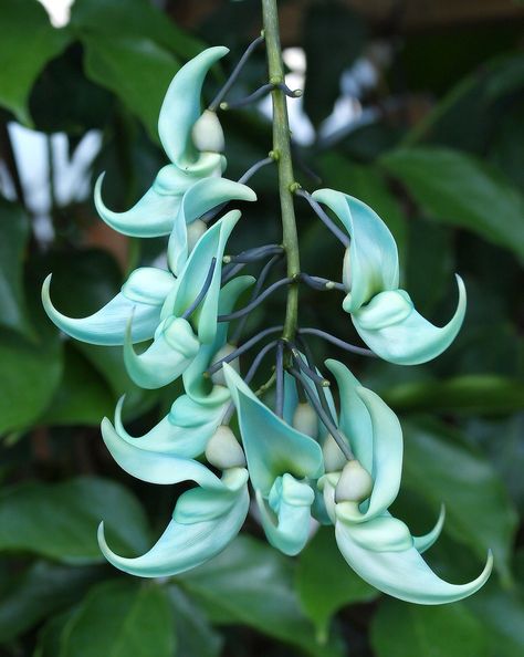 Green Jade Flower native to the tropical forests of the Phillipines. Jade Vine, Jade Flower, Tropical Forests, Weird Plants, Unusual Flowers, Trendy Flowers, Rare Flowers, Tropical Forest, Flowers Wallpaper