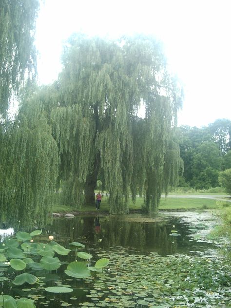 Weeping Willow Aesthetic, Weeping Willow Tree Aesthetic, Willows Aesthetic, Wisteria Trees, Willow Tree Wedding, Willow Trees, Weeping Willow Tree, Wisteria Tree, Arte Grunge