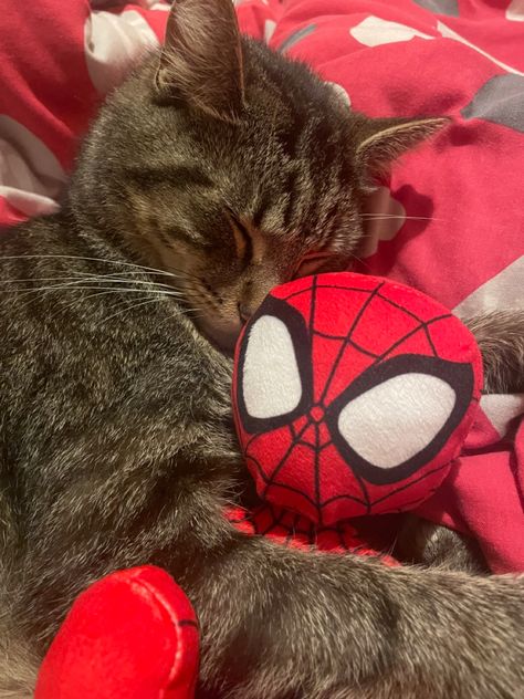 Spiderman Cat Pfp, Beauty Transformation, Spiderman Theme, Total Beauty, Spiderman Pictures, Silly Cats Pictures, Cat Icon, Silly Animals, Cute Animal Photos