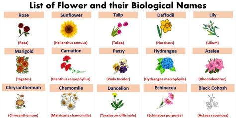 Flowers Scientific Names with English Names Scientific Names Of Flowers, Animals And Their Sounds, Ielts Essay, Essay Samples, Dianthus Caryophyllus, English Names, Hydrangea Macrophylla, Echinacea Purpurea, Sample Essay