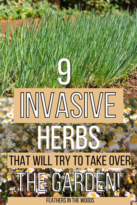 Herbs that want to take over your garden Herbs In Garden Ideas, Cooking Herbs Garden, Layered Herb Garden, Backyard Herb Garden Ideas Landscapes, What Herbs Are Perennials, Herbs In Flower Bed, Full Sun Herb Garden, Simple Herb Garden Ideas, Garden Herbs Outdoor Planters