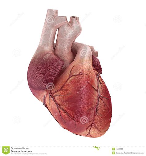 Human heart. 3d rendered medical illustration of a human heart #Sponsored , #heart, #Human, #rendered, #human, #illustration Human Heart Anatomy, Heart Real, Real Heart, Male Figure Drawing, Heart Anatomy, India Map, Human Figure Drawing, Human Anatomy And Physiology, Heart Illustration