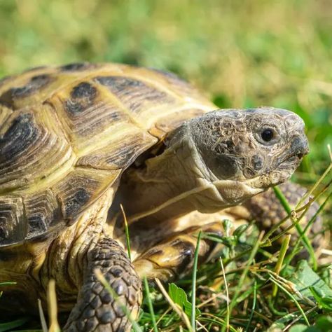 Animal Pfp Cute, Russian Tortoise Care, Horsefield Tortoise, Cute Animal Pfp, Indian Star Tortoise, Turtle Pets, Tortoise Tattoo, Tortoise Drawing, Pet Tortoise