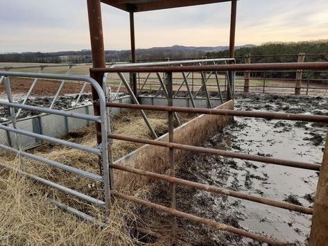 Fence Line Hay Feeders: An Update on Research Cattle Hay Feeder Diy, Fence Line Hay Feeder For Cattle, Cattle Hay Feeder, Raising Calves, Cow Feeder, Cattle Feeder, Fence Building, Cattle Corrals, Cattle Feed