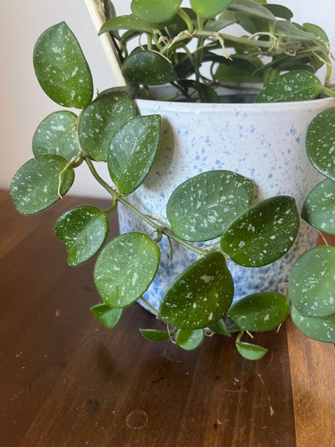 Plant with green leaves on wood table in speckled blue planter Hoya Mathilde Splash, Hoya Mathilde, House Plants, Plants