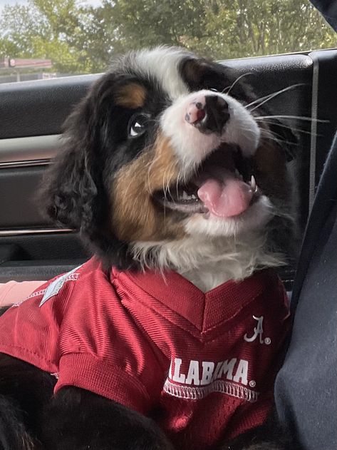 3 Month Old Puppy, Bernese Mountain Dog Puppy, 3 Month Old, Coffee And Donuts, Homeless Dogs, Cute Animals Puppies, Very Cute Dogs, Really Cute Dogs, Pretty Dogs