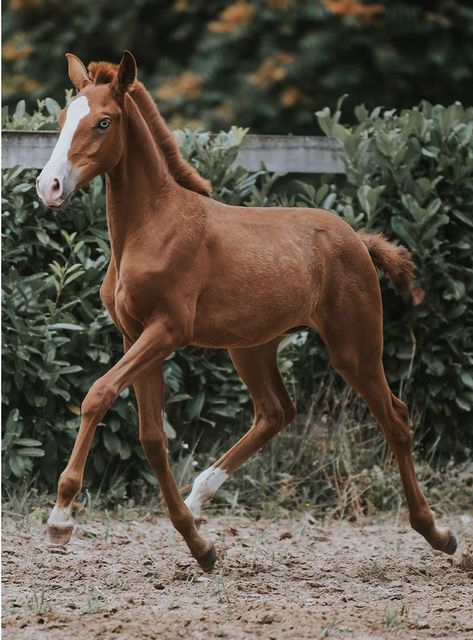 Horse With Blue Eyes, Male Horse, Lusitano Horse, Horse Colors, Vet Clinics, Reference Pics, Chestnut Horse, Horses For Sale, Horse Training