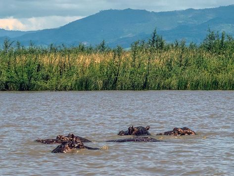 Hippos at Lake Chamo in Ethiopia spend most of their day submerged, eating grasses atthe bottom of the lake.Butmevery so often they have to surface to breather, and I was lucky enough to catch this pod of four doing just that Ethiopia Travel, Rift Valley, Night Biking, Global Travel, Bike Tour, Beautiful Lakes, Tour Packages, Travel Insurance, Ethiopia