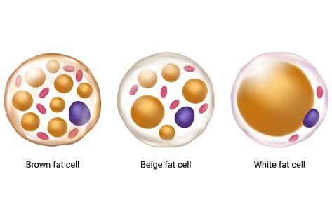 First-of-its-kind study links brown fat with broad health benefits Brown Fat Cells, Anatomy Physiology, Brown Adipose Tissue, Metabolic Disorders, Gene Therapy, Iron Rich, Adipose Tissue, Fatty Fish, High Fat Diet