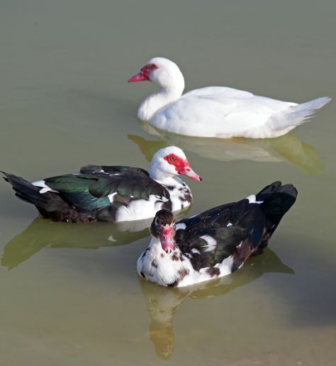 Chicken Hatchery, Muscovy Ducklings, Muscovy Ducks, Muscovy Duck, Villa Bali, White Ducks, Mallard, Rabbits, Beautiful Things