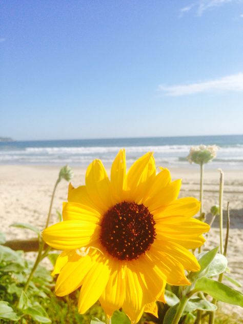 Sunflower on the beach! Beach Sunflower, Beautiful Backyards, Backyards, Special Friend, Belleza Natural, Nature Beauty, Beach Life, Tulips, Sunflower