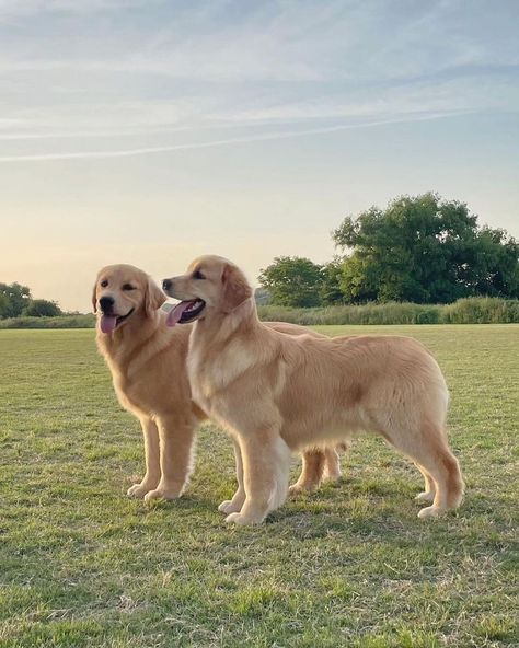 Cute Golden 🥰🥰 Follow us : @golden_retriever_75621 Credit : Respective Owner Please Dm for credit or remove . . . . . . . . . . . #retriever #goldensofinstagram #goldenretrieverpuppy #goldenretrievers #goldens #goldenpuppy #gloriousgoldens #goldenretrieverlove #doglovers Fluffy Golden Retriever Puppy, Golden Retriever Collar, Fluffy Golden Retriever, Gold Retriever, English Cream Golden Retriever, Golden Retriever Gifts, Golden Puppy, Natural Dog Food, Golden Retriever Puppy