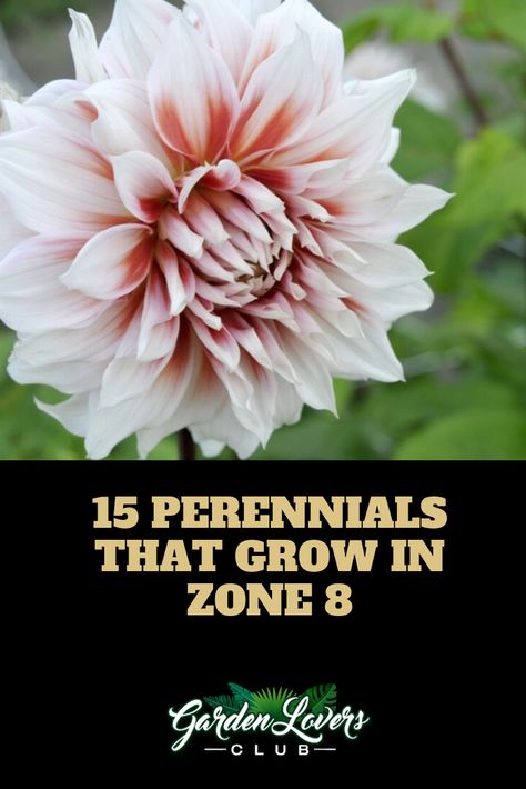 15 Perennials that Grow in Zone 8 Zone 8 Flower Planting Schedule, Plants For 8b Zone, Zone 8 Plants Full Sun, Perrenial Planters, Zone 8 Full Sun Landscaping, Texas Zone 8 Landscaping, Zone 8 Perennials Garden Ideas, Fall Planting For Zone 8, Garden Zone 8