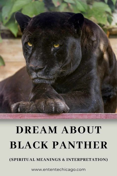 Black Panther Spirit Animal Meaning, Black Panther Symbolism, Black Panther Meaning, Panther Symbolism, Panther Meaning, Dreams Interpretation, Black Panther Animal, Flag Tattoos, Spirit Animal Meaning