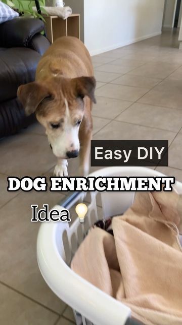 AMOS ✨ Catahoula ✘ Beagle Dog on Instagram: "You NEED to make this ✨DIY ENRICHMENT✨ for your dog. they will absolutely love it 💡 ⬇️ Keep your dog entertained at home with this Easy DIY enrichment Simply turn your toilet rolls into a DIY dog game ⬇️ It is so easy ANYONE CAN DO THIS Just save your toilet rolls Get your dogs favourite treats or kibble And hide them in toilet rolls ⬇️ This is the first time I’ve hidden them in the basket with the towels before and he just loved it. He loved findin Dog Towel, Dog Enrichment, Dog Games, Diy Dog, Beagle Dog, Toilet Roll, Diy Dog Stuff, Dog Training Tips, Training Your Dog