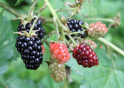 Blackberry – Health Benefits and Side Effects Blackberry Health Benefits, Blackberry Leaf, Thornless Blackberries, Growing Blackberries, Blackberry Bush, Paleolithic Diet, Blackberry Wine, Wild Edibles, Variety Of Fruits