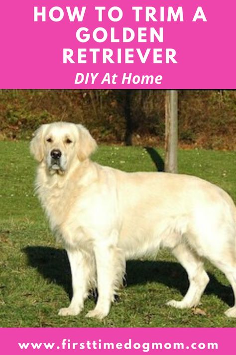 Groom Golden Retriever, How To Groom Golden Retriever, How To Groom A Golden Retriever, Golden Retriever Trimming, Grooming Golden Retriever At Home, Golden Retriever Grooming Tips, How To Trim A Golden Retriever, Grooming A Golden Retriever, Golden Retriever Summer Haircut