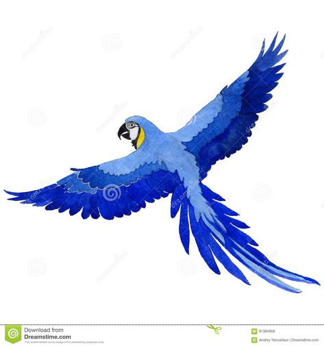 Sky bird parrot macaw in a wildlife by watercolor style isolated.. Illustration about soaring, flight, flying, watercolor, freedom, macaw, watercolour, illustration, feather - 91384958 Parrot Flying Illustration, Hyacinth Macaw Drawing, Flying Parrot Drawing, Macaw Parrot Drawing, Macaw Illustration, Flying Bird Vector, Flying Bird Drawing, Parrot Flying, Parrot Drawing