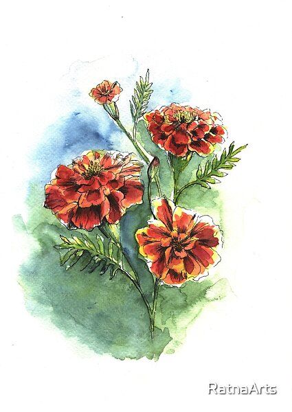 Marigold Watercolor Painting, Marigold Flower Art, Watercolour Marigold, Marigold Flower Painting, Marigold Painting, Bday Collage, Birth Flower Month, Paintings Of Animals, Watercolor Paintings Of Animals