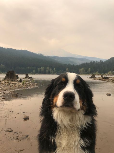 Wholesome Dog, Dog Sitting, Forest, Lake, Black And White, Dogs, Water, White, Black