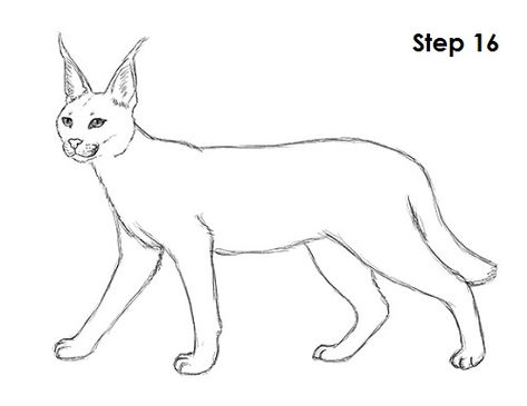 Caracal Cat Drawing, Caracal Drawing, Animal Tutorial, Caracal Cat, Real Animals, Drawing Instructions, Animal Drawings Sketches, Learn How To Draw, Step By Step Drawing