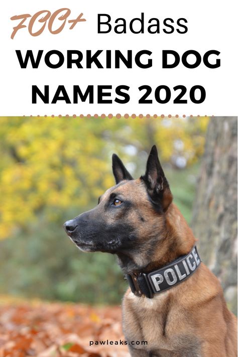 Whether you are thinking about getting a Rottweiler, Husky, Doberman or Boxer they are all large and powerful breeds that deserve a tough and badass name. In this post, you will not only find 700+ working dog names but also inspirations for military, hunting and sled dog names. It's probably the most versatile dog group and the 30 recognized breeds under it excel at jobs like guarding, police work, and sledding. #badass #working #dognames Service Dog Names, Doberman Dog Names, Doberman Names, Working Dog, Strong Female Dog Names, Police Dog Names, Powerful Dog Names, Strong Dog Names, Western Girl Dog Names