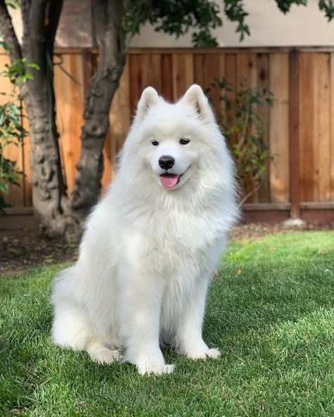 Saymond Dogs, Bear Dogs, Bear Puppy, Cute Fluffy Dogs, Samoyed Dog, Spitz Dogs, Teacup Pomeranian, Fluffy Dog, Samoyed Dogs