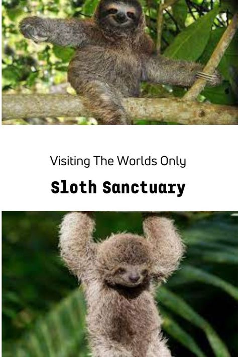 The Sloth Sanctuary in Costa Rica is the only sloth sanctuary in the world. Click to read more or if you are interested in adopting a sloth + see baby sloths! #life #sloths# #animals Sloth Sanctuary Costa Rica, A Sloth, Girl Scout Troop, Baby Sloth, Koala Bear, Sloth, Koala, Costa Rica, To Read