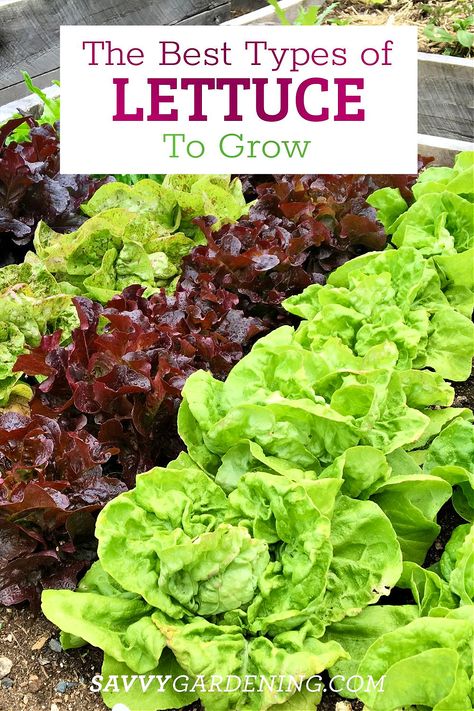 The Best Types of Lettuce to Grow in Gardens and Containers Best Lettuce To Grow In Garden, Grow Romaine Lettuce, Growing Lettuce In Containers, Romaine Lettuce Growing, Planting Lettuce, Types Of Lettuce, Growing Cilantro, Planting Tips, Growing Lettuce