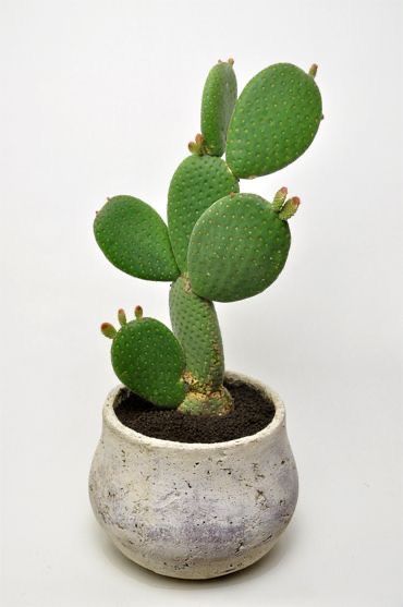 Cinnamon Bunny, Indoor Cactus Plants, Bunny Ear Cactus, Kaktus Dan Sukulen, Opuntia Cactus, Opuntia Microdasys, Cactus House Plants, Potted Cactus, Indoor Cactus