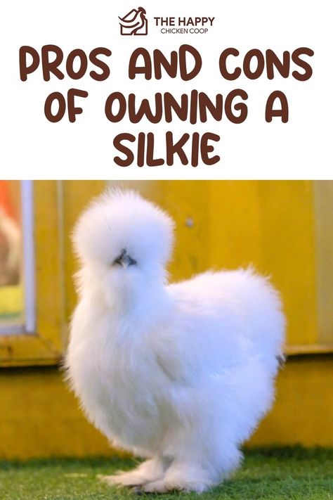 Silkie Chicken The Happy Chicken Coop Silky Chicken Coop, Raising Silkie Chickens, Silkie Chicken Coop Ideas, Silke Chicken, Silkies Chickens, Silky Chickens, Silkie Chickens Coop, Show Chickens, Silkie Chickens Colors