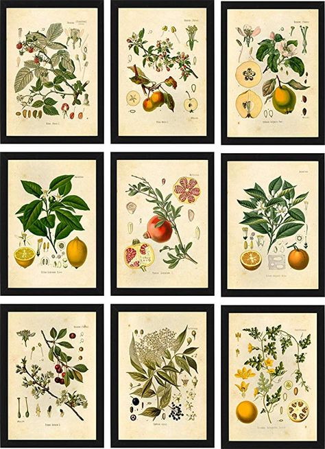 Free Fruit Printables, Drawing Lemon, Fruit Botanical, Orange Pomegranate, Wall Art Drawing, Fruit Labels, Lemon Kitchen Decor, Quince Decorations, Illustration Nature