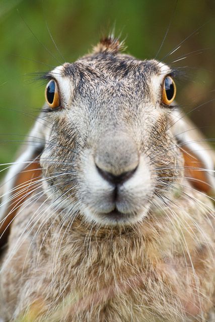 Arte Doodle, Jack Rabbit, Photography Portraits, Animal Faces, White Rabbit, Animal Planet, Animal Photo, Nature Animals, 귀여운 동물