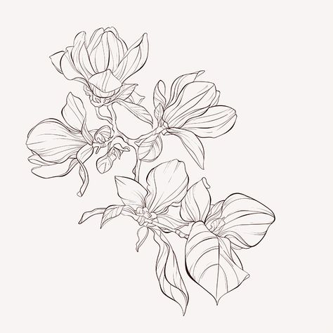 Bathroom Flowers, Flower Drawings, White Backgrounds, Tutorials Drawing, Floral Drawing, Botanical Illustrations, Outline Drawings, Magnolia Flower, Art Tutorials Drawing