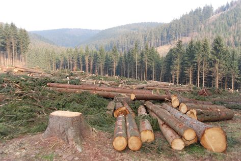 Deforestation is the intentional clearing of forested land. Rainforest Deforestation, Top 10 Facts, Forest Resources, University Of British Columbia, Timber Buildings, Form Of Government, Rubber Tree, Timber Construction, Enjoy Time