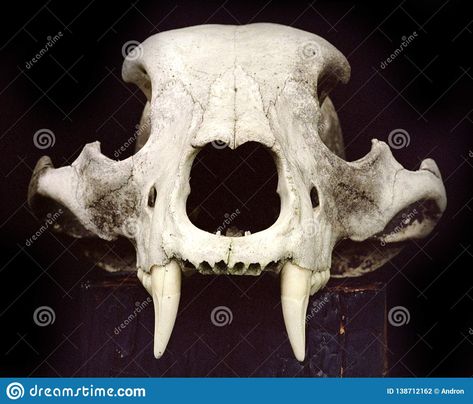 Zombie Bear, Bear Skull, Leg Sleeve, Animal Bones, White Bear, Front View, In The Forest, Brown Bear, Side View